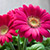 ガーベラ